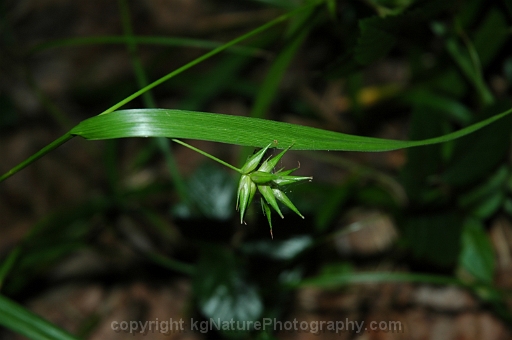 Carex-folliculata-~-northern-long-sedge
