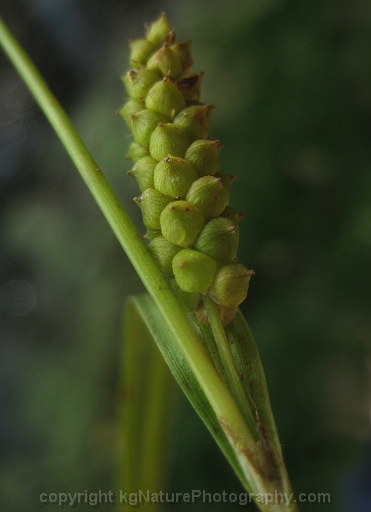 Carex-granularis-~-limestone-meadow-sedge