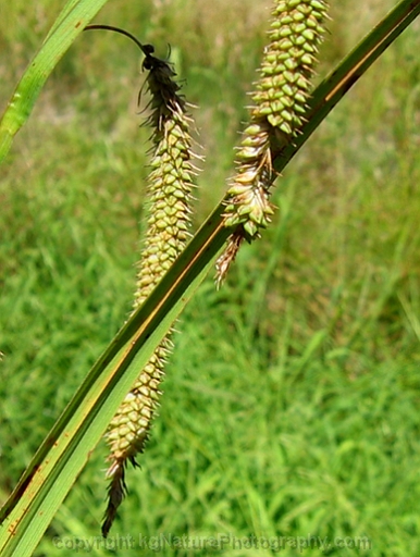 Carex-gynandra-~-gynadrous-sedge