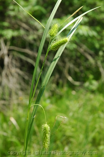 Carex-hystericina-~-bottlebrush-sedge