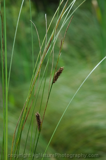 Carex-lasiocarpa-~-woollyfruit-sedge