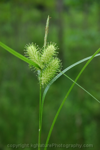 Carex-lurida-~-shallow-sedge