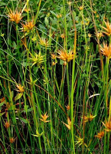 Carex-michauxiana-~-Michauxs-sedge