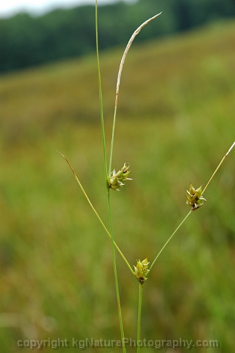 Carex-oligosperma-~-fewseed-sedge
