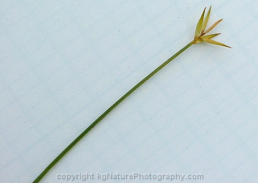 Carex-pauciflora-~-fewflower-sedge