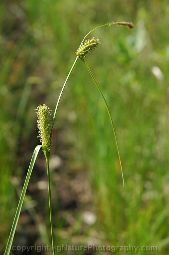 Carex-pellita-~-woolly-sedge