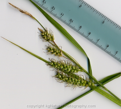 Carex-sprengelii-~-long-beaked-sedge-~-Sprengels-sedge