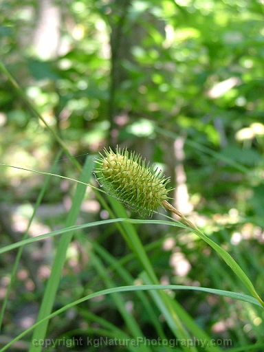 Carex-squarrosa-~-squarrose-sedge