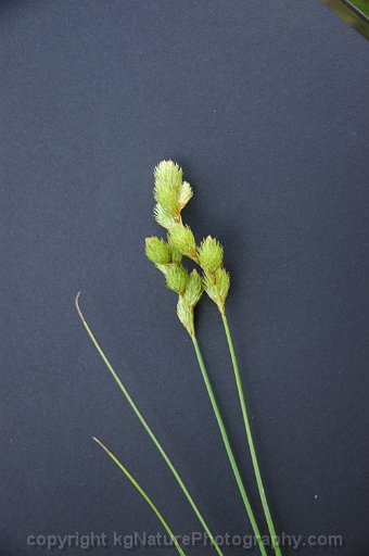 Carex-tribuloides-~-blunt-broom-sedge