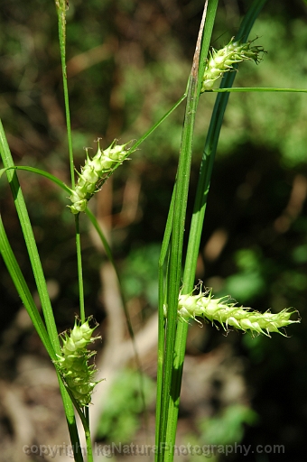 Carex-tuckermanii-~-Tuckermans-sedge