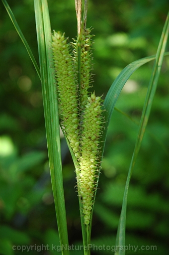 Carex-utriculata-~-beaked-sedge