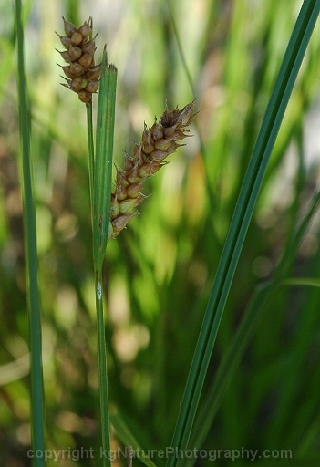 Carex-vesicaria-~-blister-sedge