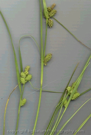 Carex-viridula-~-little-green-sedge
