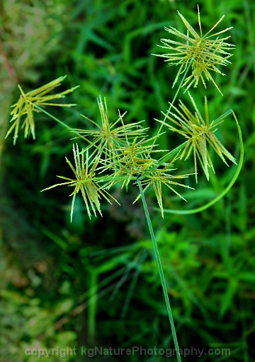 Cyperus-strigosus-~-straw-colored-flat-sedge