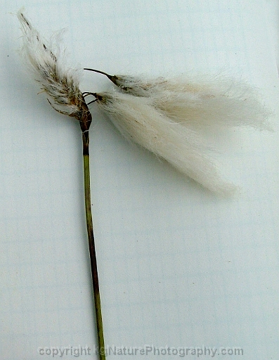 Eriophorum-angustifolium-~-narrow-leaved-cotton-grass