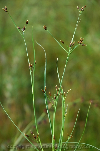 Rhynchospora-scirpoides-~-Psilocarya-scirpoides-~-bald-rush