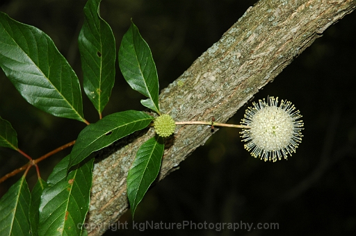Cephalanthus-occidentalis-~-buttonbush
