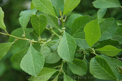 Ilex-verticillata-~-winterberry-holly-~-Michigan-holly