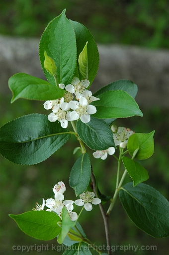 Photinia-melanocarpa-~-Aronia-melanocarpa-~-black-chokeberry