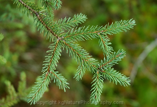 black spruce leaf