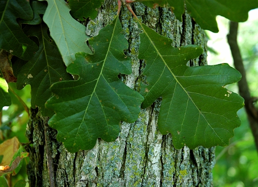 Quercus-macrocarpa-~-bur-oak