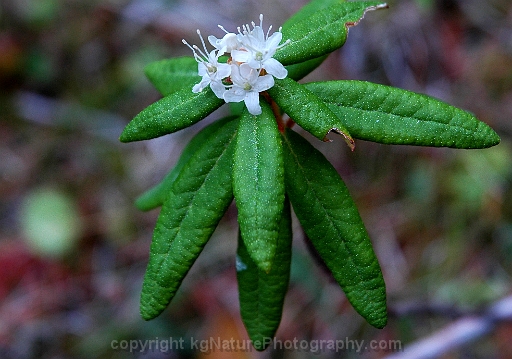 Rhododendron-groenlandicum-~-Labrador-tea