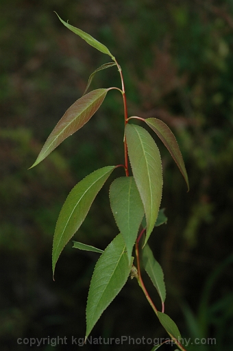 Salix-amygdaloides-~-peach-leaved-willow