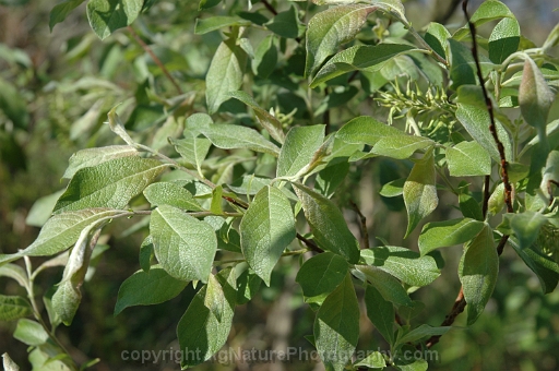 Salix-bebbiana-~-Bebbs-willow