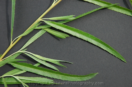Salix-exidua-~-sandbar-willow