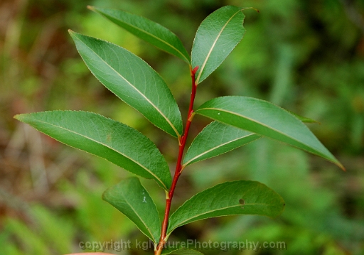 Salix-pyrifolia-~-balsam-willow