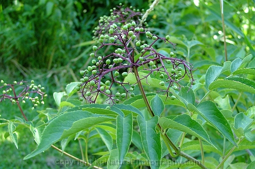 Sambucus-canadensis-~-common-elderberry