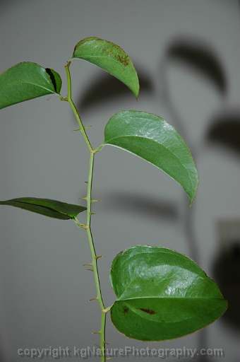 Smilax-rotundifolia-~-common-roundleaf-greenbrier