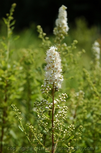 Spiraea-alba-~-white-meadowsweet