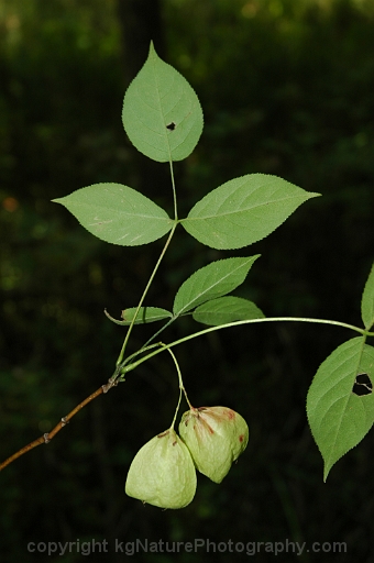 Staphylea-trifolia-~-American-bladdernut