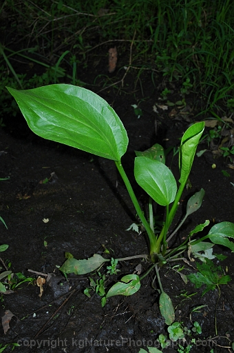 Alisma-subcordatum-~-Alisma-plantago-aquatica-~-American-water-plantain