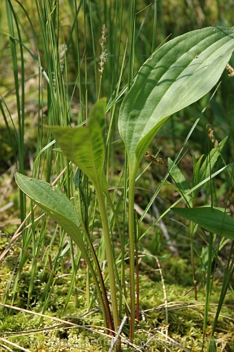 Arnoglossum-plantagineum-~-tuberous-Indian-plantain
