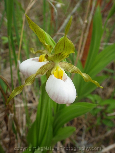 Hoa gieo tứ tuyệt 3 - Page 11 Cypripedium-candidum-~-white-lady-slipper-orchid