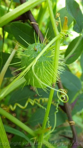 Echinocystis-lobata-~-wild-cucumber