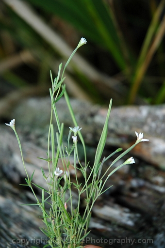 Epilobium-leptophyllum-~-bog-willow-herb