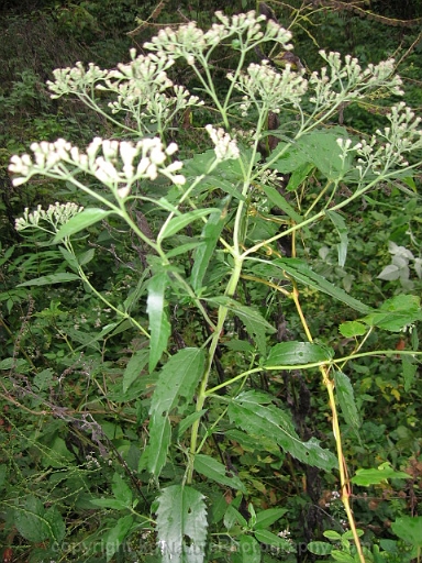 Eupatorium-serotinum-~-late-flowering-boneset