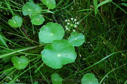 Hydrocotyle-umbellata-~-many-flower-water-pennywort