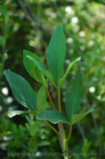 Menyanthes-trifoliata-~-buckbean