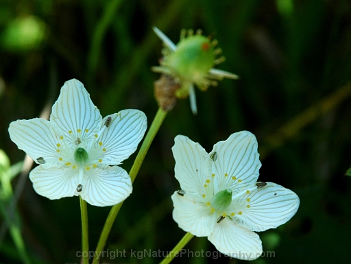 Parnassia-glauca-~-fen-grass-of-Parnassus