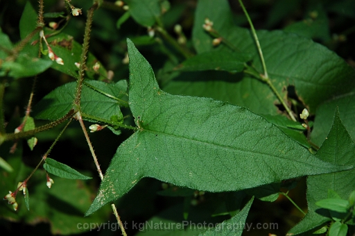 Persicaria-arifolia-~-halberd-leaf-tearthumb