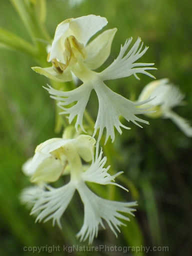 Platanthera-leucophaea-~-prairie-fringed-orchid