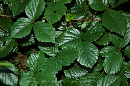 Rubus-hispidus-~-swamp-dewberry