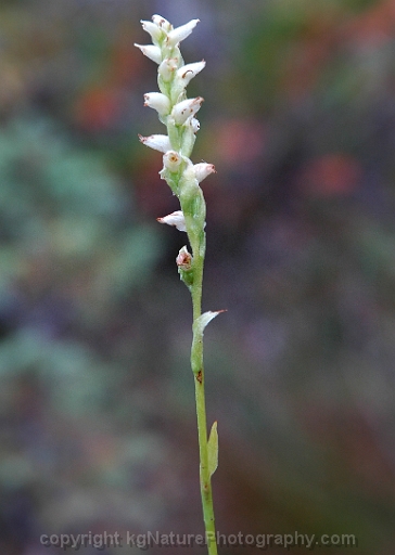 Spiranthes-romanzoffiana-~-hooded-ladies-tresses-orchid