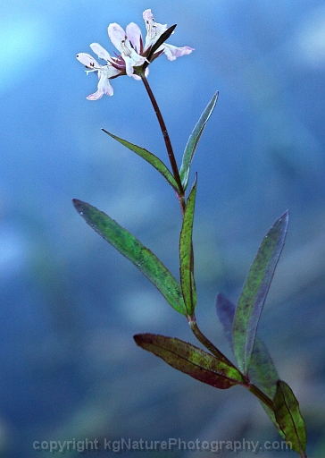 Stachys-hyssopifolia-~-hyssop-hedge-nettle