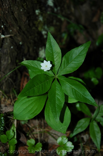 Trientalis-borealis-~-starflower