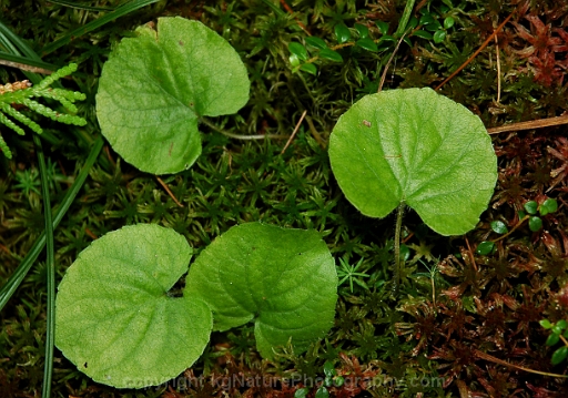 Viola-renifolia-~-kidney-leaved-violet